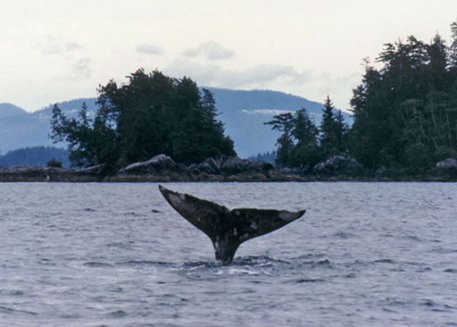 whale watching ucluelet